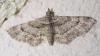 Gymnoscelis rufifasciata